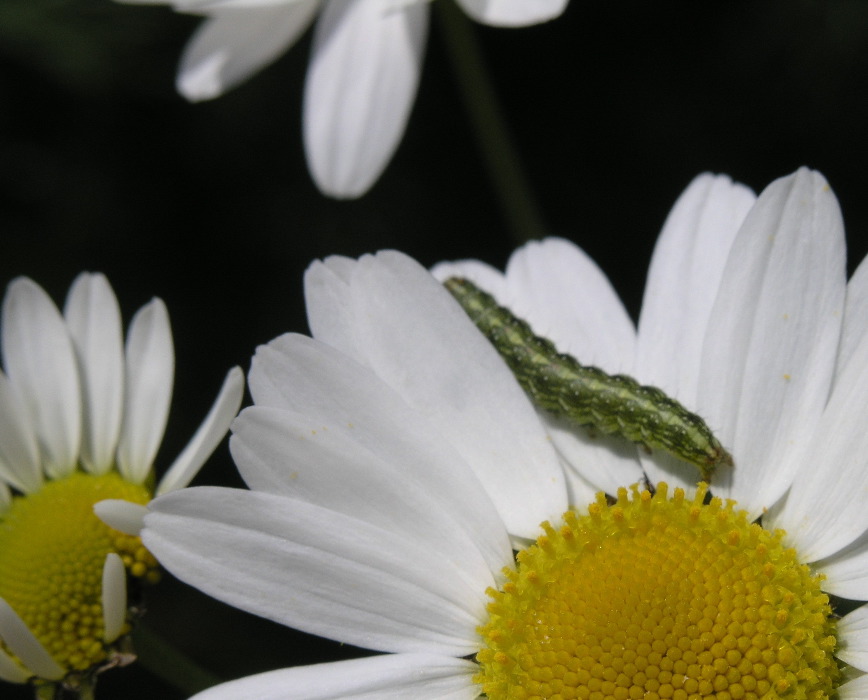 Sol, sommer og vandreture