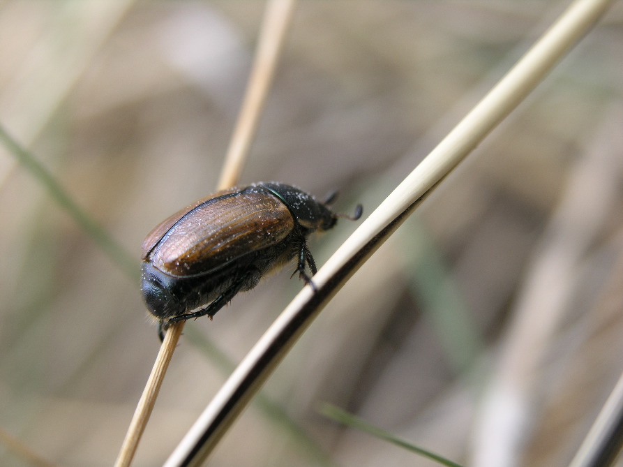 Gåsebille